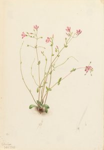 Naiad Frühling Schönheit Claytonia parvifolia, 1905