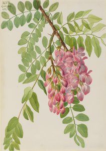 Neumexikanische Robinie Robinia neomexicana, 1938
