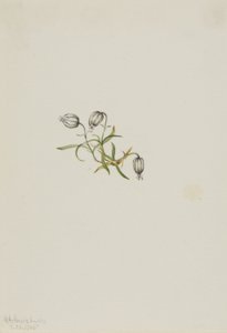 Nickendes Leimkraut (Lychnis apetala)