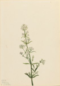 Nördliches Labkraut Galium boreale, 1922 von Mary Vaux Walcott