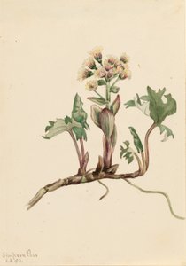 Nördliche Pestwurz (Petasites hyperboreus) von Mary Vaux Walcott