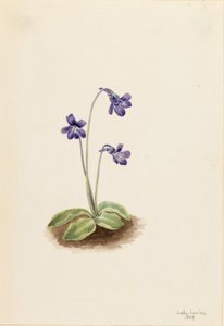 Gewöhnliches Fettkraut (Pinguicula vulgaris)