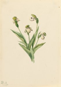 Nordamerikanischer Frauenschuh (Cypripedium passerinum) von Mary Vaux Walcott