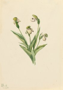 Nordamerikanischer Frauenschuh Cypripedium passerinum, 1916 von Mary Vaux Walcott