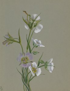 Auf dem Weg zum Monument, 1881 von Mary Vaux Walcott