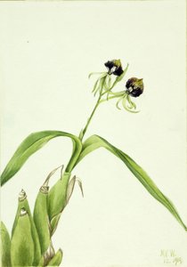 Orchidee (Epidendrum cochleatum)