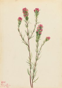 Eulenklee Orthocarpus tenuifolius, 1923