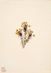 Eulen-Klee Orthocarpus erianthus, 1935 von Mary Vaux Walcott
