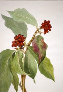 Pazifischer Hartriegel (Cornus nuttallii)