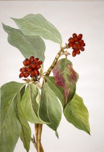 Pazifischer Hartriegel Cornus nuttallii, 1933