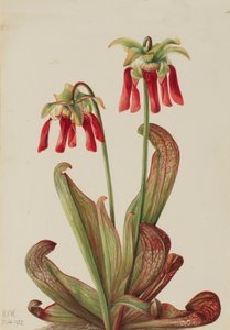 Papageien-Kannenpflanze Sarracenia psittacina, 1925