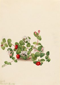 Partridgeberry Mitchella repens