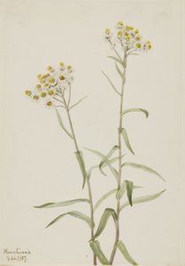 Perl-Edelweiß (Anaphalis margaritacea) von Mary Vaux Walcott