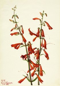 Bartfaden (Pentstemon barbatus), 1934