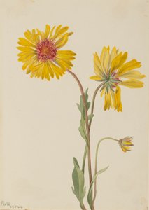 Mehrjährige Gaillardia Gaillardia aristata, 1904