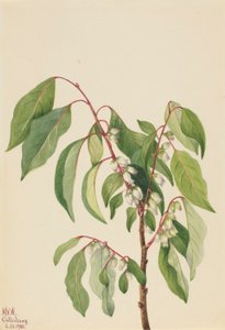 Persimone (Diospyros virginiana) von Mary Vaux Walcott