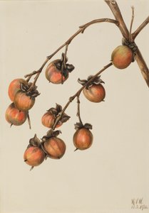 Persimone Diospyros virginiana, 1920 von Mary Vaux Walcott