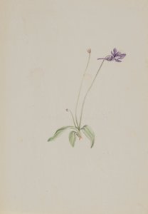 Pinguicula vulgaris