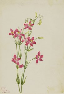 Rosa Tausendgüldenkraut (Centaurium venustum) von Mary Vaux Walcott