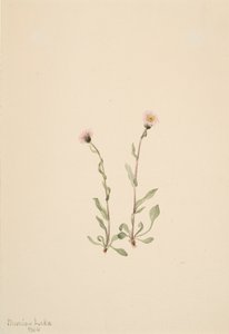 Rosa Berufkraut, 1904