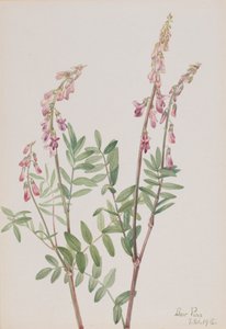 Rosa Hedysarum Hedysarum americanum, 1918