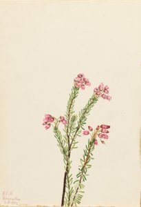 Rosa Bergheide (Phyllodoce empetriformis)