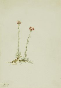 Rosa Katzenpfötchen (Antennaria rosea) von Mary Vaux Walcott