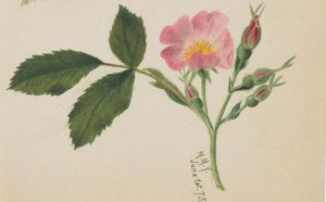 Rosa Rose, 1875 von Mary Vaux Walcott