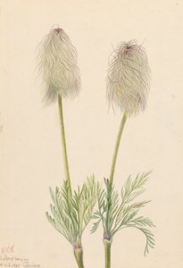Federanemone Pulsatilla occidentalis, 1923