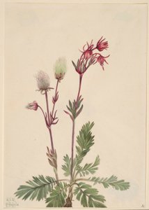 Prärie-Rauch (Sieversia ciliata)