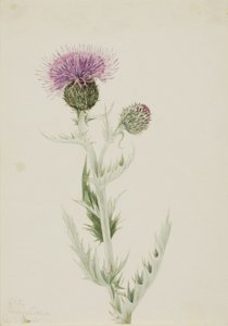 Prärie-Distel Cirsium undulatum, 1923. von Mary Vaux Walcott