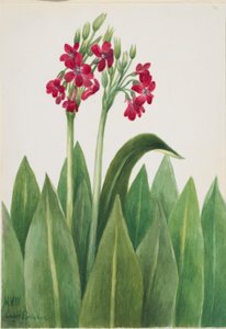 Primel (Primula parryi)