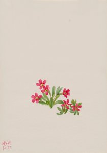 Primel Primula angustifolia, 1937