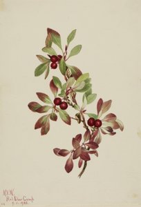 Alpenbärentraube (Arctous alpina)