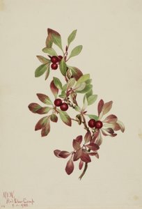 Alpenbärentraube Arctous alpina, 1922