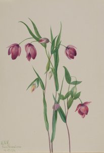 Lila Feenlaterne Calochortus anoenum, 1936