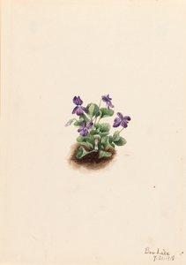 Lila Bergveilchen (Viola adunca)