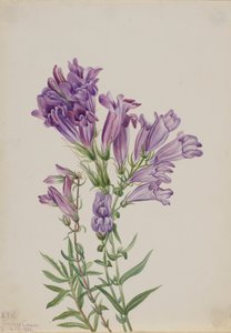 Lila Bartfaden Pentstemon lyallii, 1923