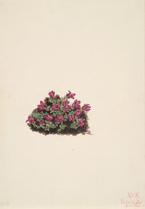 Purpur-Steinbrech (Saxifraga oppositifolia) von Mary Vaux Walcott