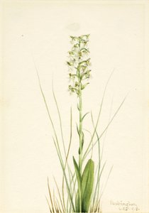 Zerzauste Fransenorchidee (Habenaria lacera) von Mary Vaux Walcott