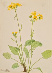 Kreuzkraut Senecio burkei, 1917