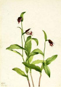 Widderkopf-Frauenschuh Cypripedium arietinum, 1924
