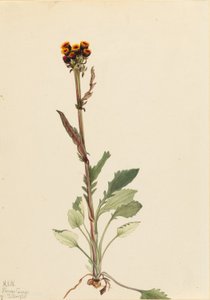 Strahlenlose Greiskraut (Senecio pauciflorus)