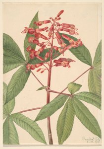 Roter Buckeye (Aesculus pavia)
