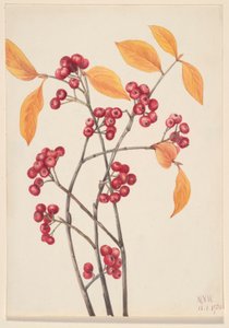 Rote Apfelbeere (Aronia arbutifolia)