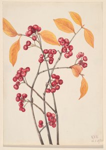 Rote Apfelbeere Aronia arbutifolia, 1920