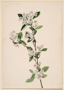 Rote Apfelbeere, ca. 1920er