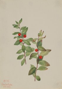 Rote Comandra Comandra livida, 1919