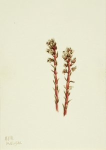 Rote Kiefernhyazinthe Hypopitys lanuginosa, 1920