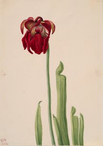 Roter Schlauchpflanze Sarracenia jonesii, 1930